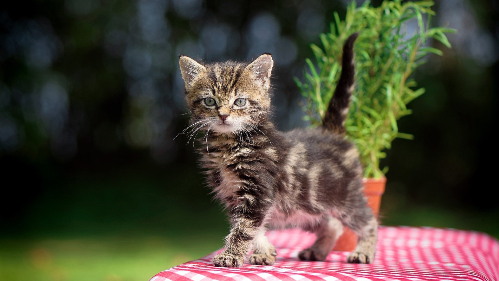 AYX官网-_中国选手李娜精彩表现，助力本土精神鼓舞士气_，李娜生涯